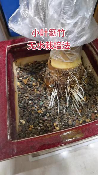 小叶簕竹无水栽培法 小叶簕竹无水栽培法适用所有新手不会控制,导致出根后水大闷根。直接帮助大家彻底解决闷根问题。可以@豆包 搜索@大权 有小叶簕竹各种种植教学与疾病治疗方法。#小叶簕竹 #小叶簕竹盆景 #小叶簕竹种植方法