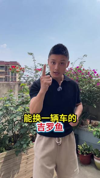 能换一辆车的鱼?#蓝吉罗 #吉罗鱼之美 #原生鱼 #观赏鱼 #中国原生鱼