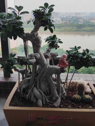 #老桩盆景 #盆景艺术 #精品盆景