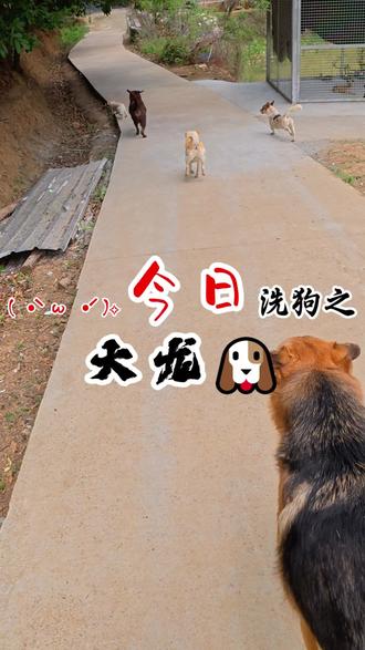 流浪狗洗狗日记 大龙之前是个被困方寸之地的小流浪🍀🍀🍀#流浪狗不再流浪 #关爱流浪狗 #流浪狗后续 #拉布拉多 #护宠者