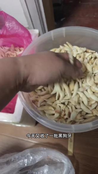 你们知道黑狗牙吗?#黑狗牙 #编织手绳 #宝宝 #压惊 #防惊吓