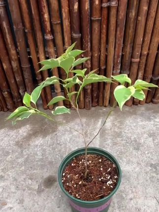金钱树蝴蝶兰支架蔬菜瓜果爬藤植物立柱撑杆园艺盆栽花卉固定架子 #好物推荐🔥 #蝴蝶兰支架 #花卉架子 #爬藤架 #爬藤支架