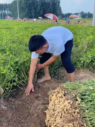 新鲜湿花#优质农产品 #新鲜湿花生 @新阿姨选好物