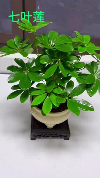 #七叶莲 又叫八方来财,摆在家中美观大方,颜值高寓意好,还可以净化空气,关键特别好养,有水就能养好#爱生活爱养花 #花卉绿植 #绿植盆栽 #好物推荐