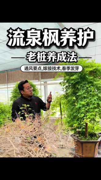 流泉枫的养花方法 流泉枫的养花方法#枫树种植 #流泉枫 #流泉枫树 #分享养花经验 #兰州新区玉润花卉基地总基地