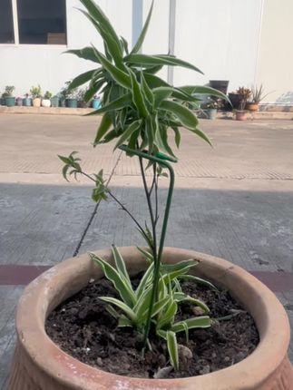 #爱生活爱养花 #花卉绿植 #防倒伏花架支撑杆 #园艺#支撑杆