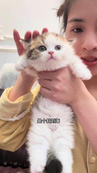 斜刘海小猫哈哈哈#猫发型斜刘海 #矮脚曼基康 #猫咪的日常 #猫舍