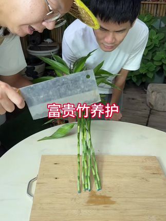 水培富贵竹养不好,光长根是没有用的#富贵竹 #养花小知识 #花卉绿植