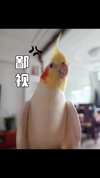变色玄凤 那么,请问玄凤为什么会变色???#玄凤 #小鸟成精了 #玄凤日常 #鹦鹉