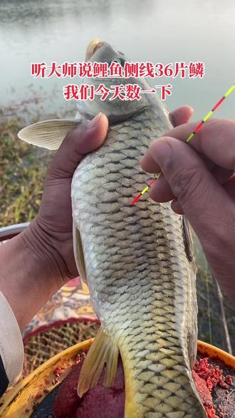 这两天感觉钓友们都不活跃,你们是不是又空军了?#钓鱼#野钓#大鲤鱼