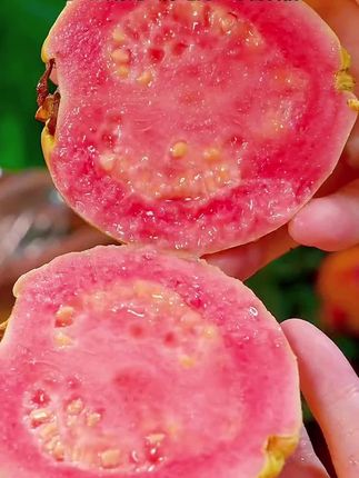 一年只能吃一季的#红心芭乐 又软又糯巨好吃!管理期 也可以放心吃!#新鲜应季水果 #番石榴 #优质水果 #大暑消夏开吃啦
