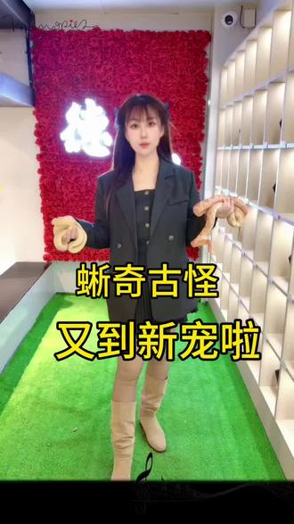 咱大德州专属的异宠体验馆!200平专业级爬宠小世界#异宠