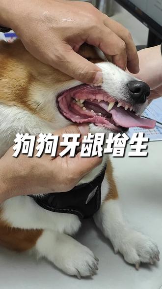 狗狗牙龈严重增生#狗狗牙龈发炎 #狗狗牙龈增生 #狗狗牙龈炎 #狗狗牙龈瘤 #狗狗牙龈白