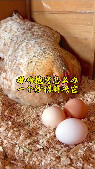 母鸡抱窝怎么办,一个妙招解决它#养鸡小妙招#散养土鸡 #散养土鸡蛋