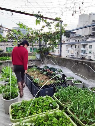 #阳台种植 #花园露台 #种菜 #西兰苔