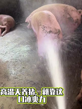 #养猪人 #合畜 #养猪知识 #养猪也能优雅永不过时