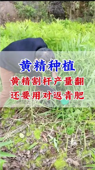 黄精种植,黄精割杆产量翻,还要用对返青肥#中药材种植 #中药材种植技术 #黄精种植 #黄精种植技术 #黄精