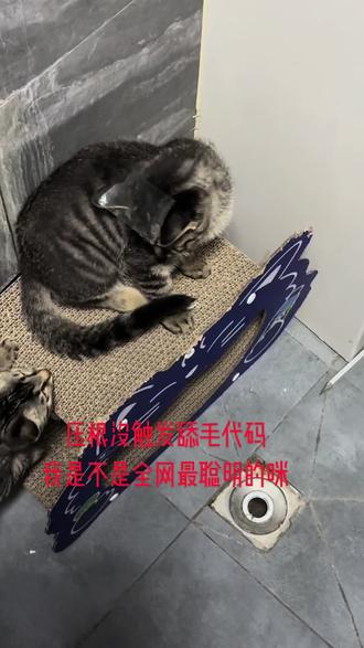 我是不是全网最聪明的咪 #底层代码 #猫咪的底层代码 #狸花猫 #晒晒猫窝 #关爱傻猫