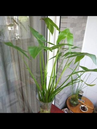 水生植物慈姑种苗茨菇种球慈菇水培茨菰阳台净化水质鱼缸造景水草