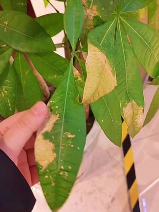 #发财树 #爱生活爱养花 #养花小知识 #园艺 #三农