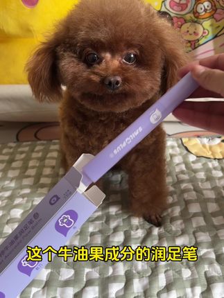 降温了,铲屎官们快检查一下猫咪狗狗的脚掌有没有起皮干裂的情况#新手养狗 #萌宠好物 #宠物用品推荐