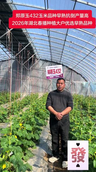 郑原玉432玉米品种2026年湖北玉米种植春播好品种!#春播玉米种 #早熟#抗倒#机收好#产量高
