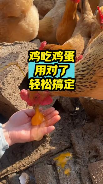 鸡吃鸡蛋用对了轻松搞定#养鸡#散养土鸡#鸡吃鸡蛋#科学养鸡#三农