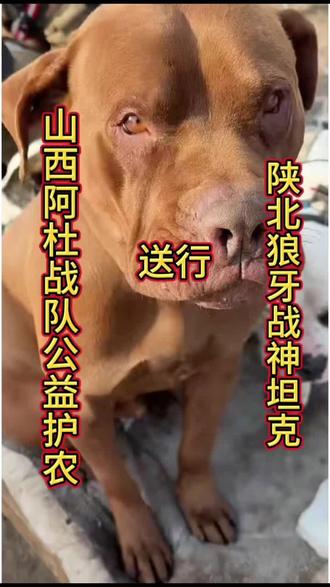 陕北狼牙,坦克,你是队伍里的定海神针,是叱咤风云的铁血战将,是战友们仰仗的顶级重托,一身狼牙风骨,一身战神气魄,站在那里,便是最坚实的依靠。短短数日相处,你的沉稳、你的勇猛、你的赤诚,早已深深印在我心里。你从不多言,却总在危难前挺身而出,在责任前义无反顾,在护农的路上,把百姓的安危放在心头,把队伍的使命扛在肩上。我曾以为,这样的你,会永远是我们的主心骨,会带着狼牙的荣光,一路披荆斩棘。可噩耗猝不及防,你在护农的征程上,永远停下了脚步。为了守护一方农田,为了护住百姓的希望,你把生命献给了这片你深爱的土地,献给了你坚守的使命。你离去的消息,像惊雷炸响在耳边,沉重、悲痛,却又让我们更懂你的伟大。坦克,你是真正的战神,是陕北狼牙的骄傲,是护农路上的英雄。今日,我们怀着最沉痛的心情,为你送行。你的荣光,永远刻在陕北狼牙的史册里,永远留在我们每一个人的心中。坦克,一路安息,我们永远记得你,永远怀念你。#陕北狼牙坦克 #陕北狼牙 #热门