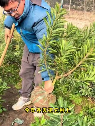 东魁杨梅树苗