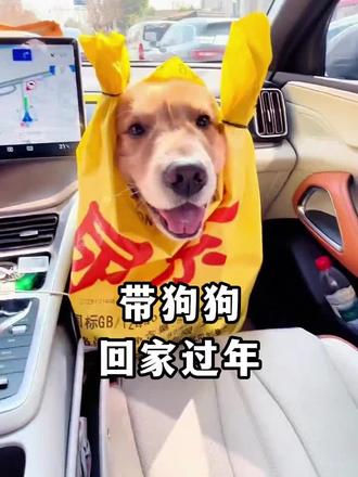 狗:我要回家过年啦! #养狗的乐趣 #带狗子回家过年#搞笑#今天你笑了吗