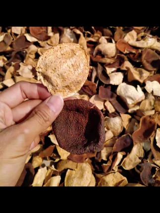 #好物推荐🔥 #爆款热卖中 【低价速抢罐装】广东老陈皮断片核心产区茶坑20老陈皮年份足无染色#陈皮 #广东老陈皮 #老陈皮