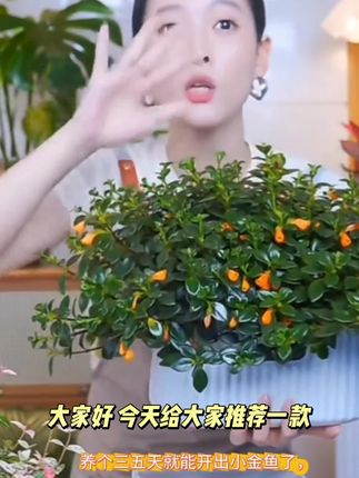 金鱼花盆栽花卉植物室内花四季常青开花美观挑选盆景植物客厅桌面#女生上班微波炉专用饭盒 #旅行可折叠水杯 #抓夹发夹轻巧不掉 #双管水杯儿童