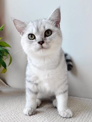 哎呀呀,这么小就能喝掉一碗酸奶,继续安排! #萌宠好物 #科学养宠攻略 #日常分享    #yeepet宠物零食娟姗酸奶      #yeepet犬猫零食娟姗酸奶