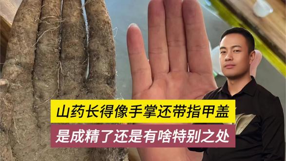 山药像手掌还有指甲盖!有人出8000也不卖,是有啥讲究? #山药 #手 #成精