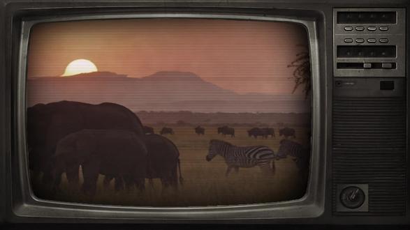 几十斤的小身板,凭什么在非洲草原横着走?#蜜獾 #平头哥 #动物科普