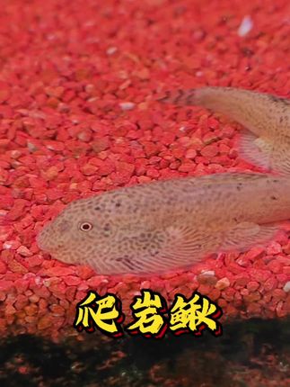 鱼缸“清洁工”上线!爬岩鳅把藻类“吃”干净  谁还在为鱼缸青苔烦恼?爬岩鳅来救场!流线型身体裹着青褐色纹路,贴在缸壁上像会“飞”的小树叶,颜值与实力双在线。  它超爱啃食缸壁、石头上的藻类,不用手动刮藻,还能清理残饵,让鱼缸时刻清透。适应力超强,弱酸弱碱水都能活,混养时不抢食、不打架,新手也能轻松拿捏。  看它吸附在玻璃上“散步”,偶尔翻个身露出肚皮,治愈感直接爆棚!养缸必入的实用萌宠,让你的水族箱又干净又有活力~#爬岩鳅 #吸鳅 #琵琶鱼 #鱼缸清洁 #水族爱好者  @DOU+上热门 @抖加🔥上热门🔥dou+🔥热点宝