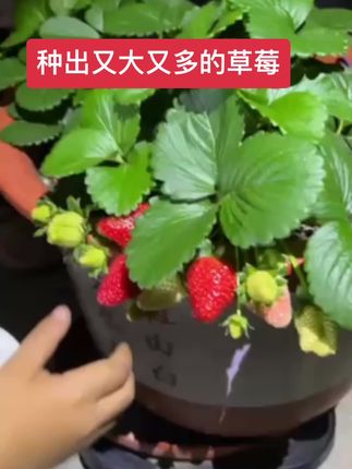 想种出又大又多的草莓,跟我这样一起种,选择一款全能肥,就用一种肥料就可以,一包用一年#家庭种植 #草莓种植 #草莓肥料推荐