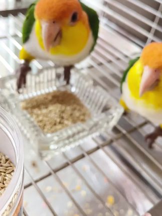 #鹦鹉🦜 #鹦鹉食粮
