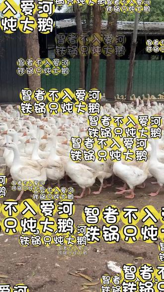 智者不入爱河,铁锅只炖大鹅#绵竹#绵竹美食#绵竹朕黄烧鹅#餐饮#餐饮创业