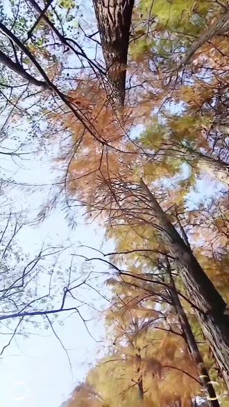 漫步走进华农北门一南湖水杉林,风景如画的地方……