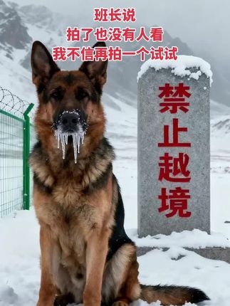 #狗狗是人类最忠实的朋友 #军犬 #忠诚卫士 #拉流 边境警犬