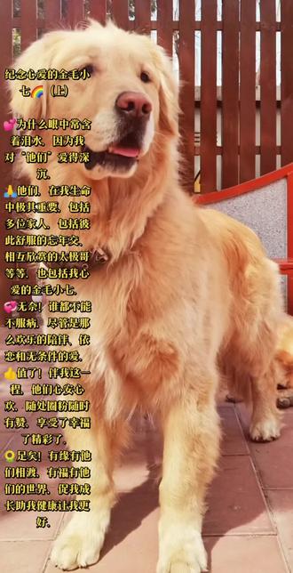 纪念心爱的金毛小七🌈(上)
💕为什么眼中常含着泪水,因为我对“他们”爱得深沉。
🙏他们,在我生命中极其重要,包括多位家人,包括彼此舒服的忘年交、相互欣赏的太极哥等等,也包括我心爱的金毛小七。
💝无奈!谁都不能不服病,尽管是那么欢乐的陪伴、依恋和无条件的爱。
👍值了!伴我这一程,他们心安心欢,随处圈粉随时有赞,享受了幸福了精彩了。
🌻足矣!有缘有他们相渡,有福有他们的世界,促我成长助我健康让我更好。