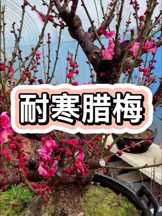 腊梅树苗#腊梅 #梅花
