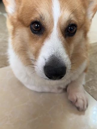 你们家猫猫狗狗一张嘴特别臭一定要记得给毛孩子刷牙哦,一周至少2次,让毛孩子远离口腔问题#柯基 #宠物 #狗 #萌宠出道计划