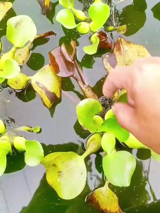 马上立秋了,天气快冷了,养黄鳝又一年