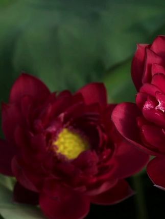 #无限回购的宝藏单品 ##碗莲荷花#荷花飘香 #碗莲荷花种子 #荷花仙子 # 碗莲荷花种子