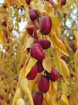 这是新疆特产,原生态灰枣#新农人计划 #农村生活 #大自然的馈赠 #太好吃了 #超便宜超划算