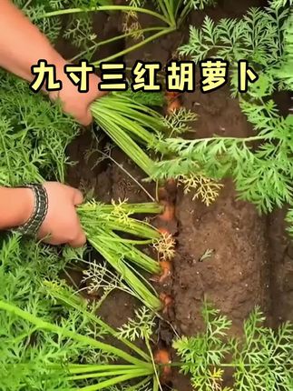#九寸三红胡萝卜 #胡萝卜#胡萝卜种子 #水果萝卜