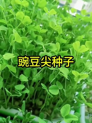 豌豆尖种子四川无须豌豆苗四季秋季菜园阳台盆栽蔬菜子青菜籽四季#豌豆尖种子 #优质农产品 #家庭种植 #蔬菜种子