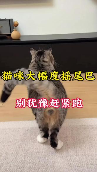 猫咪大幅度摇尾巴别犹豫感紧跑#养猫人#新手养猫#养猫进阶指南#养宠进阶指南 #养猫日常